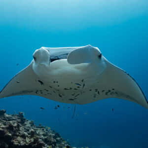 Close head-on view of a manta ray with cephalic fins rolled, Maldives