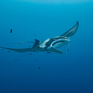 Distant manta ray in profile with flat wings in open blue, Maldives