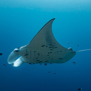 Manta ray banking to show its spotted belly and long tail, Maldives