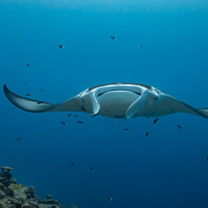 Distant manta ray head-on with arched wings above the reef, Maldives