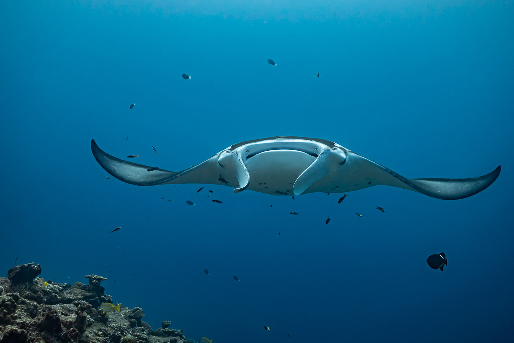 Raie manta lointaine de face, ailes arquées au-dessus du récif, Maldives