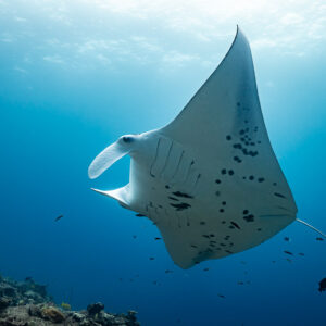 Manta ray rising toward the sunlit surface, seen from below, Maldives