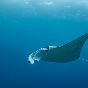 Small manta ray gliding away into deep blue water, Maldives