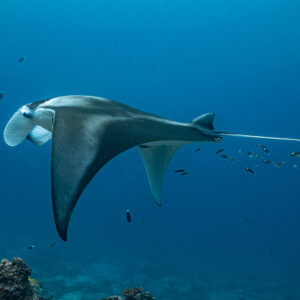 Manta ray banking to show its dark back, small fish trailing behind, Maldives