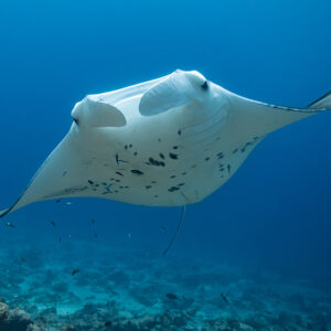 Manta ray approaching over the reef with arched wing tips, Maldives