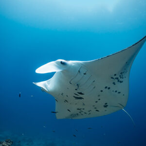Manta ray banking left in open water, belly spots visible, Maldives