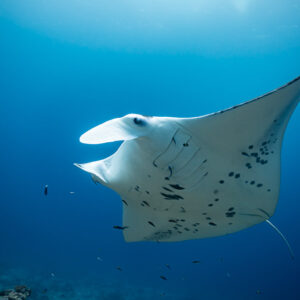 Manta ray passing with cephalic fins unrolled, belly spot pattern in blue, Maldives