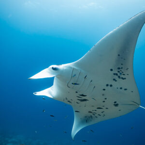 Manta ray passing close with wing tip raised under surface light, Maldives