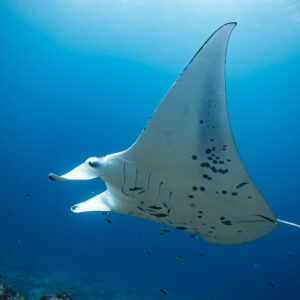Manta ray tilting sharply, one wing pointing toward the surface, Maldives
