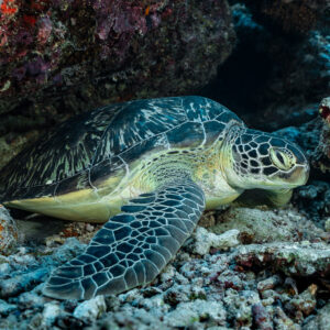 Green turtle resting in a colourful reef crevice, Maldives