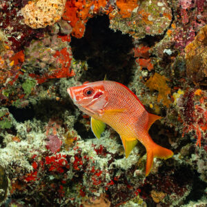 Sabre squirrelfish in front of a reef wall covered with red sponges, Maldives