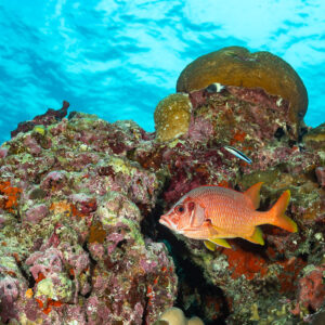 Sabre squirrelfish beside a coral head under bright surface water, Maldives