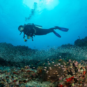 Plongeuse nageant au-dessus d’un dense nuage de poissons balayeurs sur le récif, Maldives