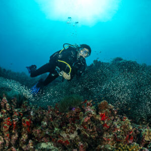 Plongeuse souriante au-dessus d’un tapis de poissons balayeurs sur le récif, Maldives