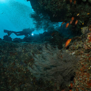 Diver with torch under a reef overhang below a cloud of small fish, vertical, Maldives