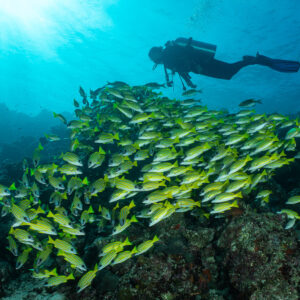 Diver above a school of bluestripe snappers, sunburst from the surface, Maldives