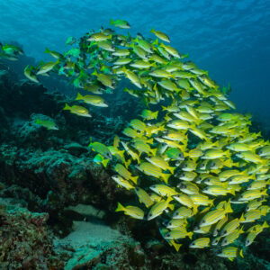 Curving school of bluestripe snappers flowing over the reef, Maldives