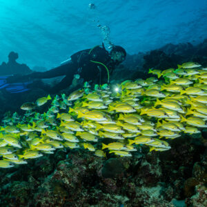 Diver with torch behind a dense school of bluestripe snappers, Maldives