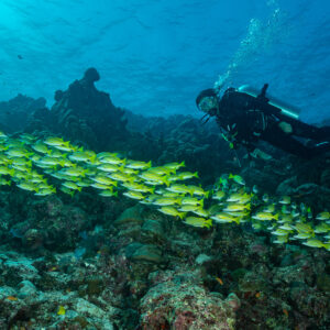 Diver alongside a long ribbon of bluestripe snappers over the reef, Maldives