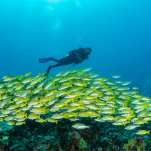 Diver gliding over a large school of bluestripe snappers in clear blue, Maldives