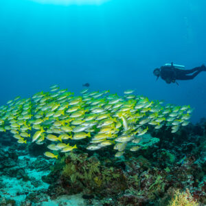Compact school of bluestripe snappers over the reef with diver behind, Maldives