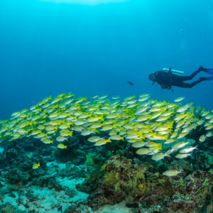 Bluestripe snapper school hugging the reef, distant diver in blue, Maldives