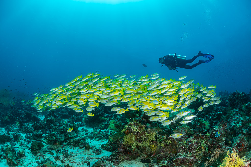 Banc de vivaneaux à raies bleues collé au récif, plongeur lointain dans le bleu, Maldives