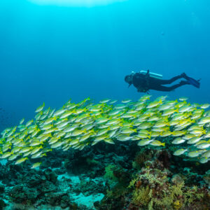 Banc allongé de vivaneaux à raies bleues, plongeur passant au-dessus, Maldives