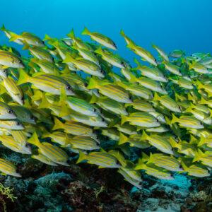 Wall of bluestripe snappers filling the frame, close view, Maldives