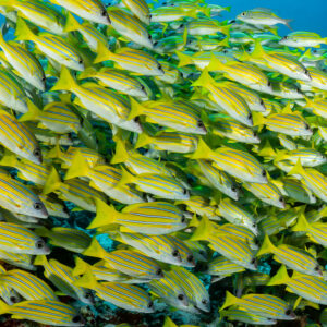 Full-frame close-up of bluestripe snappers packed together, Maldives