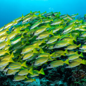 Dome-shaped school of bluestripe snappers over coral, wide angle, Maldives