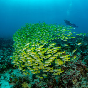 Tall school of bluestripe snappers with diver above, vertical, Maldives