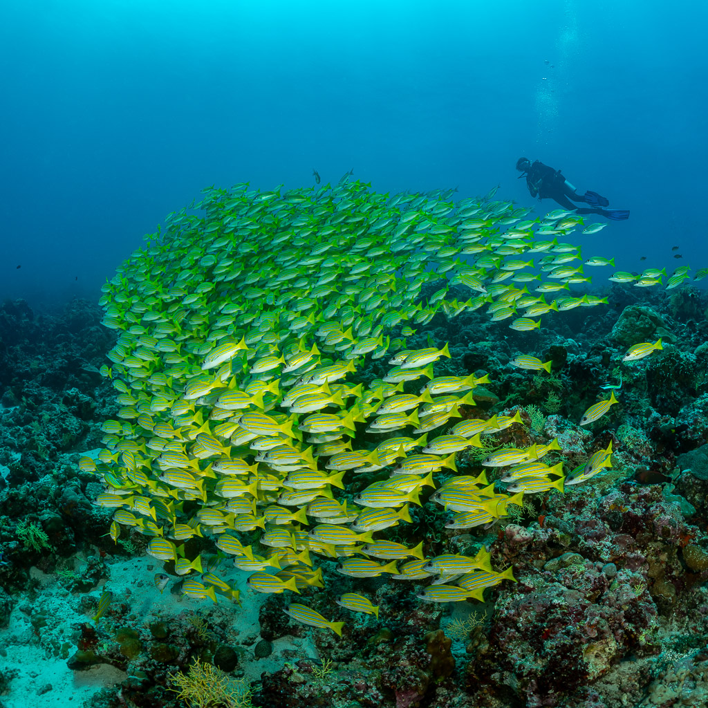 Haut banc de vivaneaux à raies bleues avec plongeur au-dessus, vertical, Maldives
