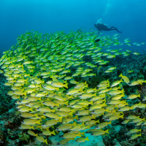 Massive school of bluestripe snappers over the reef with distant diver, Maldives