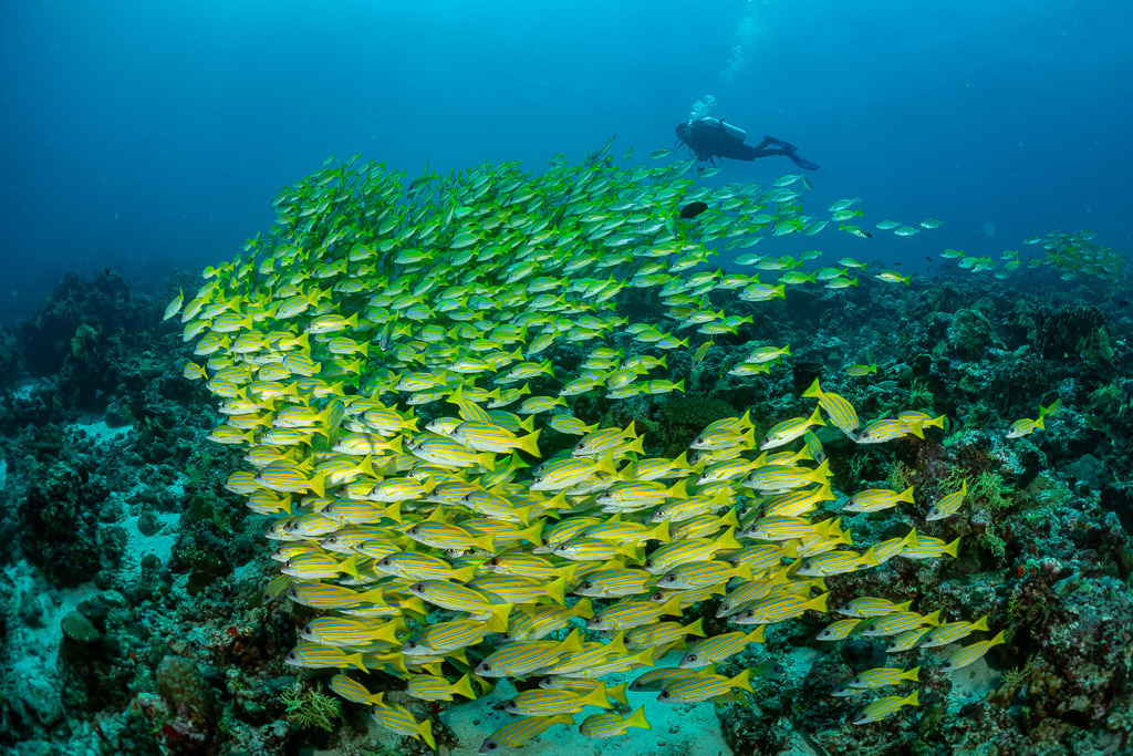 Massive school of bluestripe snappers over the reef with distant diver, Maldives