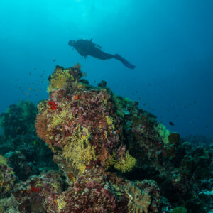 Diver above a coral pinnacle against bright surface light, vertical, Maldives