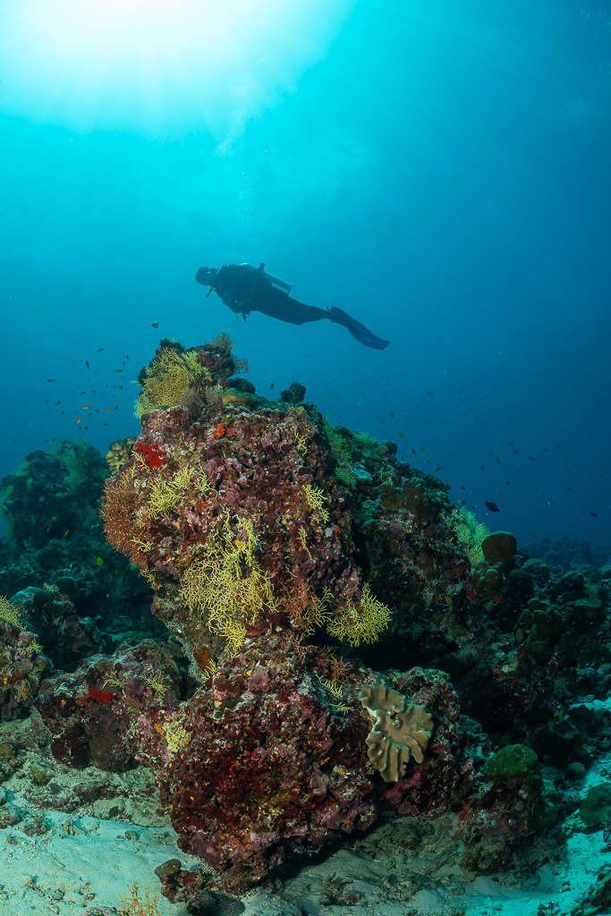 Diver above a coral pinnacle against bright surface light, vertical, Maldives