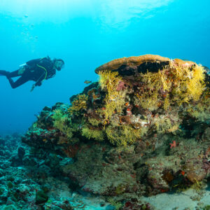 Diver approaching a table coral bommie draped with soft corals, Maldives