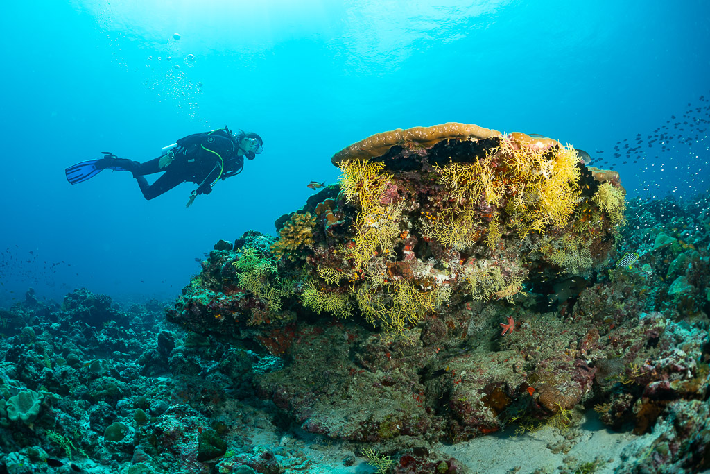 Diver approaching a table coral bommie draped with soft corals, Maldives