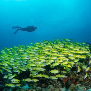 Diver above a broad school of bluestripe snappers over the reef, Maldives