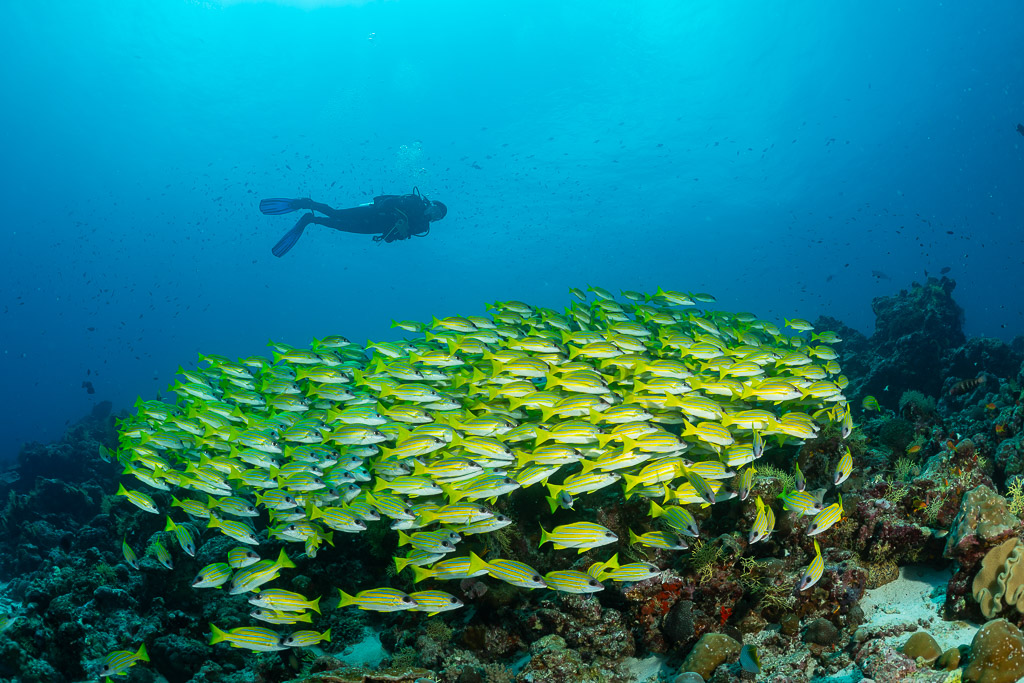 Diver above a broad school of bluestripe snappers over the reef, Maldives