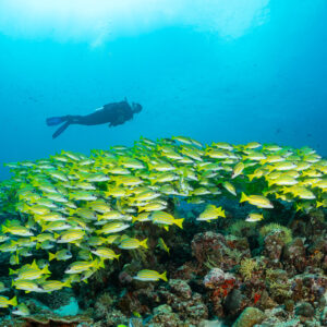 Diver swimming over a school of bluestripe snappers under sunlit surface, Maldives