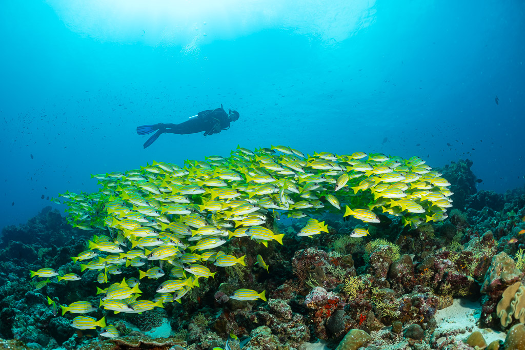 Diver swimming over a school of bluestripe snappers under sunlit surface, Maldives