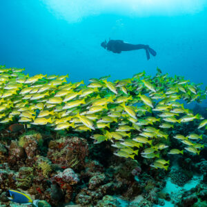 Long bank of bluestripe snappers along the reef, diver overhead, Maldives