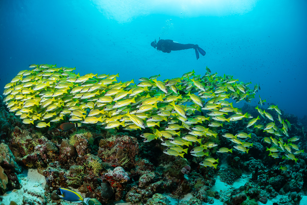 Long bank of bluestripe snappers along the reef, diver overhead, Maldives