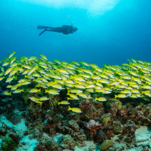 Bluestripe snapper school resting over the reef, diver in mid-water, Maldives