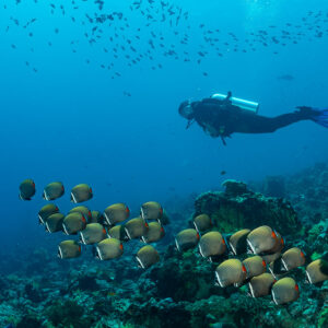 Diver watching a school of redtail butterflyfish over the reef, Maldives