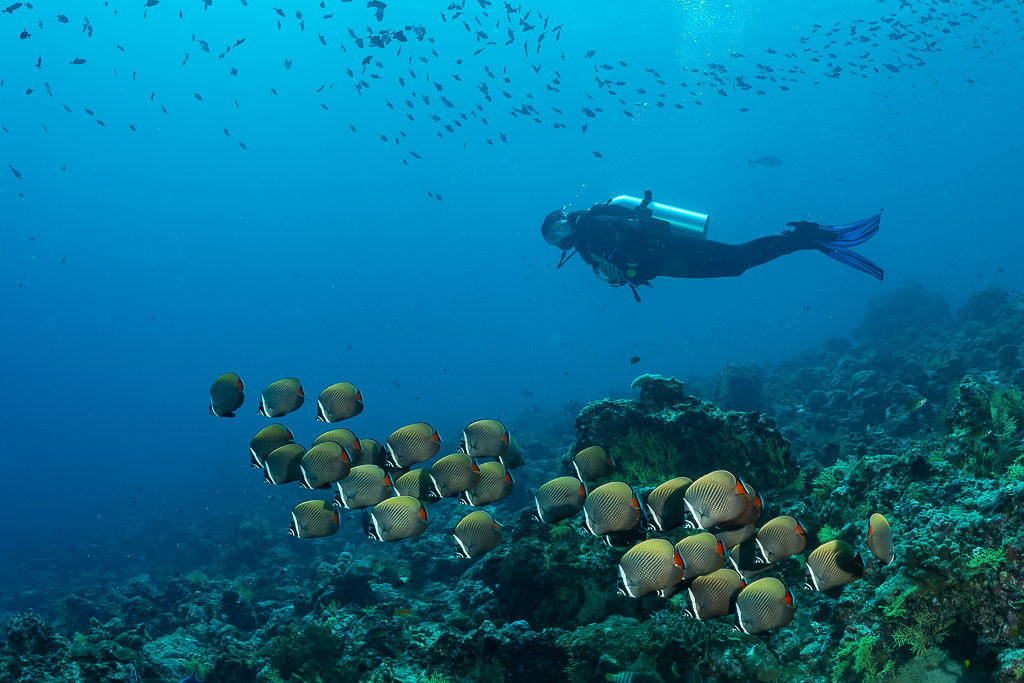 Diver watching a school of redtail butterflyfish over the reef, Maldives