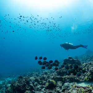 Plongeur lointain et banc de poissons-papillons en silhouette à contre-jour, Maldives
