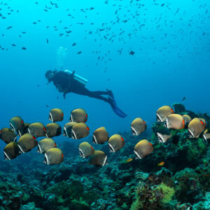 Diver above a close school of redtail butterflyfish on the reef, Maldives